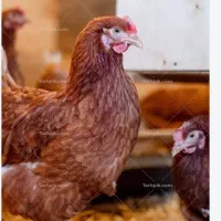مرغ وخروس