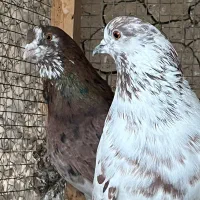 کفتر زمین و اسمون