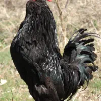 خروس مرندی سیاه