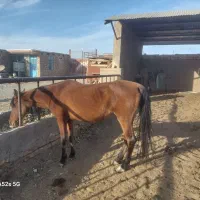 مادیون سر و دمگیر خوب