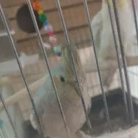 عروس هلندی جفت|پرنده|تهران, امام زاده عبدالله|دیوار