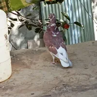 کبوتر|پرنده|کن, |دیوار