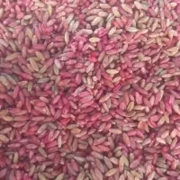 بذرگندم‌ دیم‌ وابی|عمده‌فروشی|بوئین و میاندشت, |دیوار
