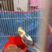 عروس هلندی جفت با جوجه