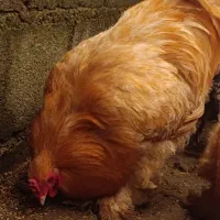 برهما مرغ محلی مینیاتوری