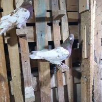 کله سرخ خونی|پرنده|کرج, کوی امامیه|دیوار