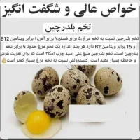 تخم بلدرچین نطفه دار خوراکی
