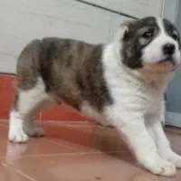 آلابای ترکمنستان گارد و نگهبان وگله