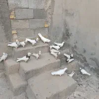فروش طوقی کرمانشاهی به قیمت جوجه رنگی