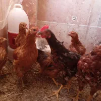 خروس گلپایگانی و محلی