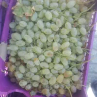 انگور تازه سبدی کیلویی 75تومن