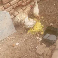 دوعدد مرغ ویک خروس گلین