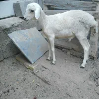 بره نر چاق سرحال