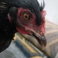 مرغ مینیاتوری جاپنیز بلک خالص