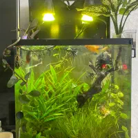 آکواریوم پلنت بدون ماهی