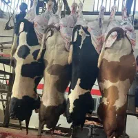 توزیع و پخش گوشت گرم گوساله نر