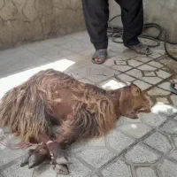 قصاب وذبح بمناسبت عید قربان