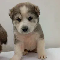 آلابای درجه یک|سگ|تهران, سعادت‌آباد|دیوار