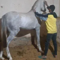 کره مادیون عرب یکسر .توافقی|اسب و تجهیزات اسبسواری|ماهان, |دیوار