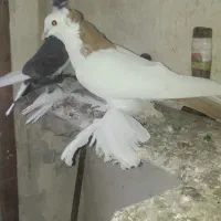 کبوتر|پرنده|تبریز, |دیوار