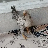 جوجه مرغ