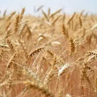 جو فروشی سر زمین و کرو فروشی