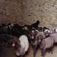 ۳۰راس گوسفند جوان یک ساله|حیوانات مزرعه|مشکیندشت, |دیوار