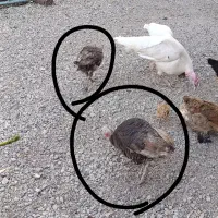 دوتا بوقله ماده تخم گذار