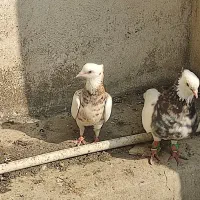 یک جفت طوقی هفت رنگ کاکلی درجه یک اس عروسک