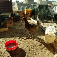 مرغ|حیوانات مزرعه|خمینیشهر, |دیوار