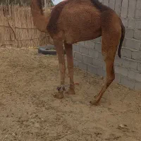 شتر ماده ۴ سال|حیوانات مزرعه|بم, |دیوار