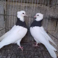 جفت کبوتر طوقی برای فروشی|پرنده|بابل, |دیوار