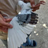 کبوتر