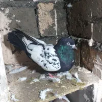 کبوتر|پرنده|مریوان, |دیوار