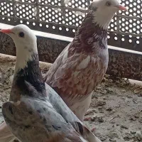 کفتر غریب