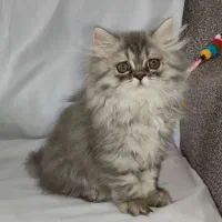 گربه بریتیش مو بلند. (رنگ AY11)