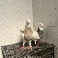 فروش سه عدد نر درشت بدون خطا