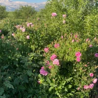 گل محمدی ناب و درجه یکِ کوهستان دالامپر