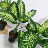 بابا آدم|گل و گیاه طبیعی|ارومیه, |دیوار