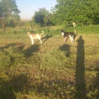 یه جفت سگ گله ای فروشی