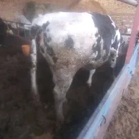 گوساله سیمینتال ماده چاق