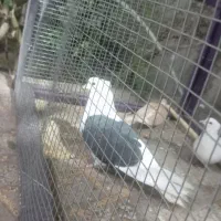 کفتر‌پشت‌سیاه‌کلایی