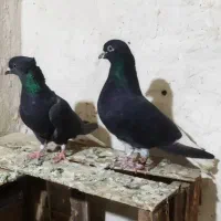 کفتر زاغ دم سفید ۱۵دمبه و ۱۴دمبه مهر مهر