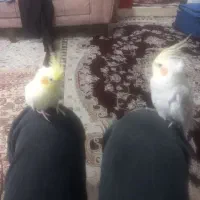 گمشده