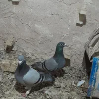 نروماده|پرنده|فسا, |دیوار