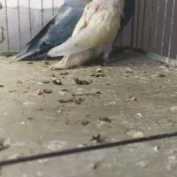 طوطی کوتوله|پرنده|میانه, |دیوار