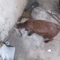 بز عربی برای فروش|حیوانات مزرعه|خرمشهر, |دیوار