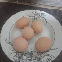 تخم مرغ تازه محلی 18