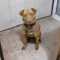 پیتبول سروستانی اصیل