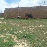 گاو شکم دوم هلشتاین